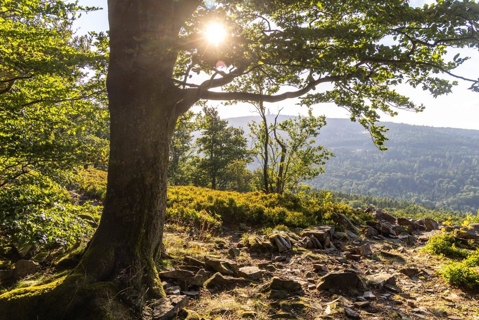 Die Abendsonne scheint durch den Wald an der Weißen Mauer im Taunus bei Oberursel.