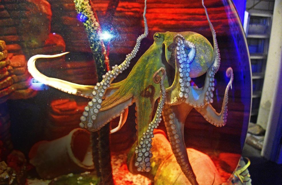 Kraken erforschen ihre Umwelt mit den Saugnäpfen an ihren Armen.
 Foto: imago/Future Image