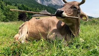 Veronika schnappt sich lange Objekte, um sich zu kratzen.