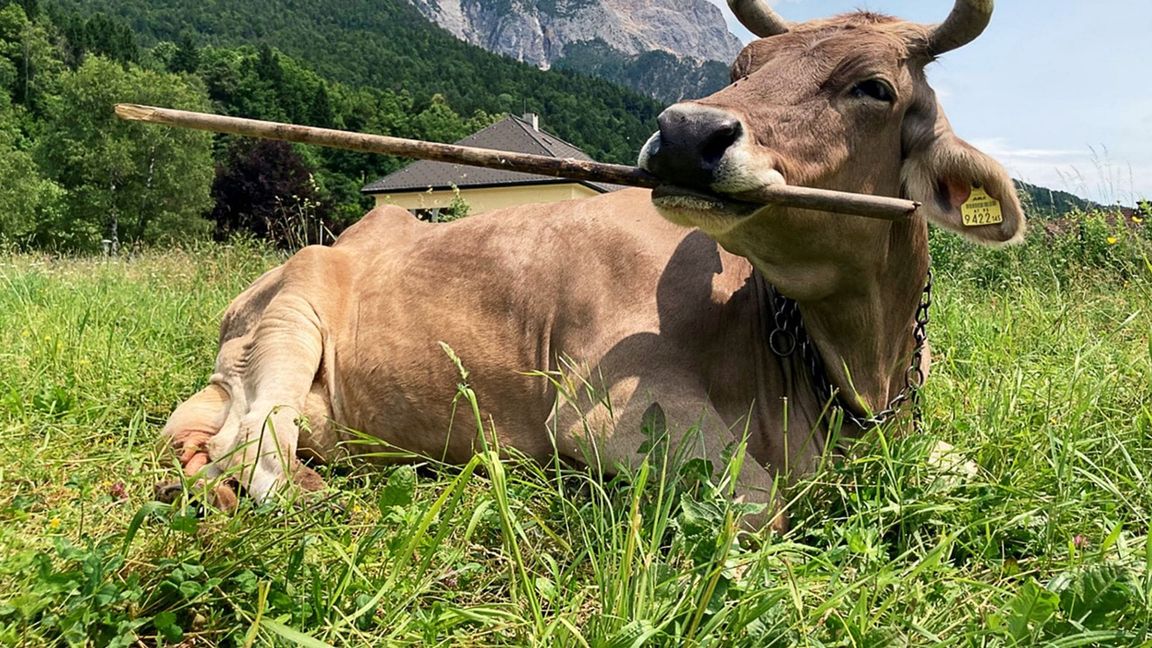 Veronika schnappt sich lange Objekte, um sich zu kratzen.