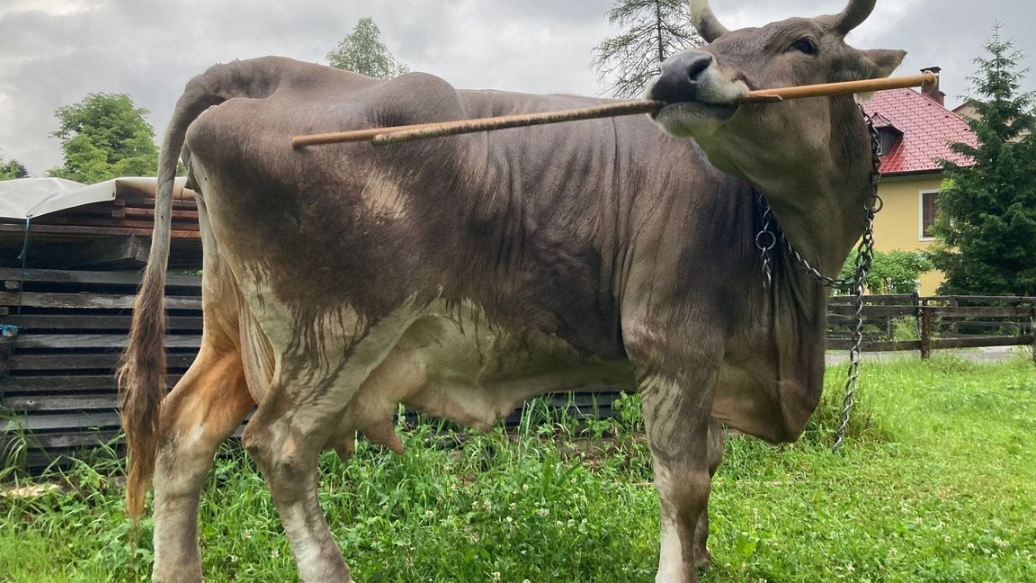 Für das Forschungsteam ist es der erste wissenschaftliche Nachweis einer solchen Art von Werkzeugnutzung.