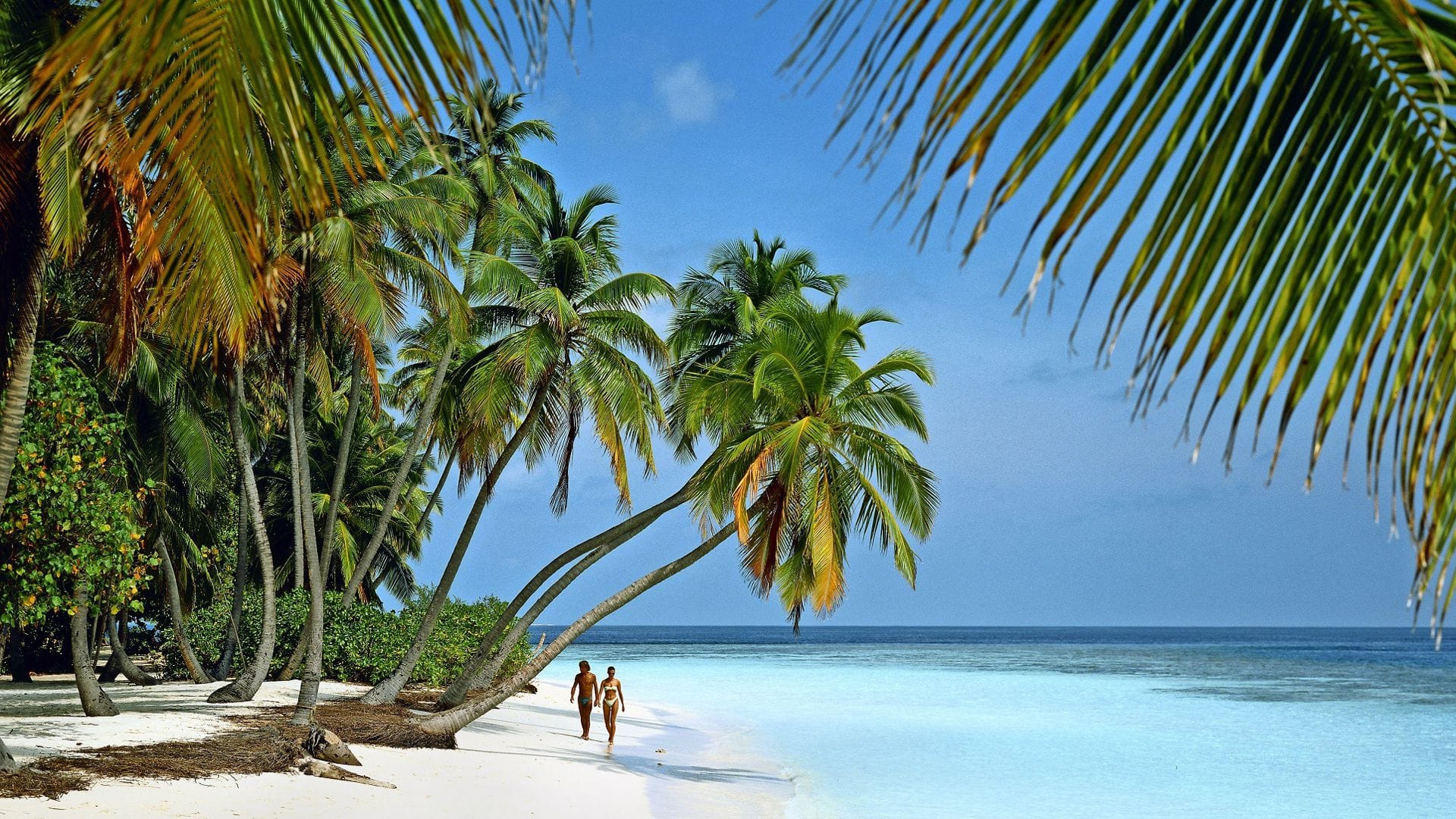 Besonders in der kalten Jahreszeit wächst bei vielen die Sehnsucht nach Sonne, Meer und Palmen.