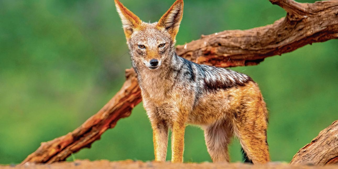 Ein Goldschakal ist etwas größer als ein Fuchs, aber deutlich kleiner als ein Wolf.
