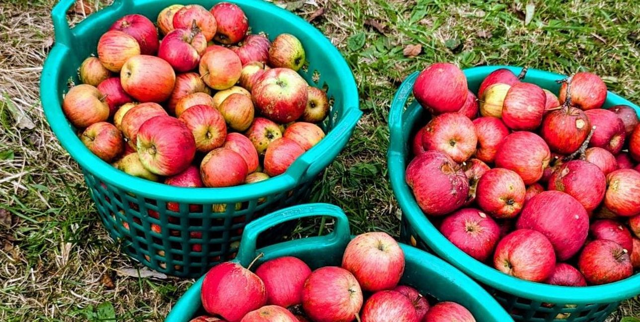 Apfelernte auf der Streuobstwiese