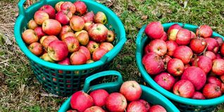 Apfelernte auf der Streuobstwiese
