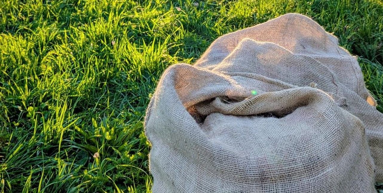 Apfelernte auf der Streuobstwiese