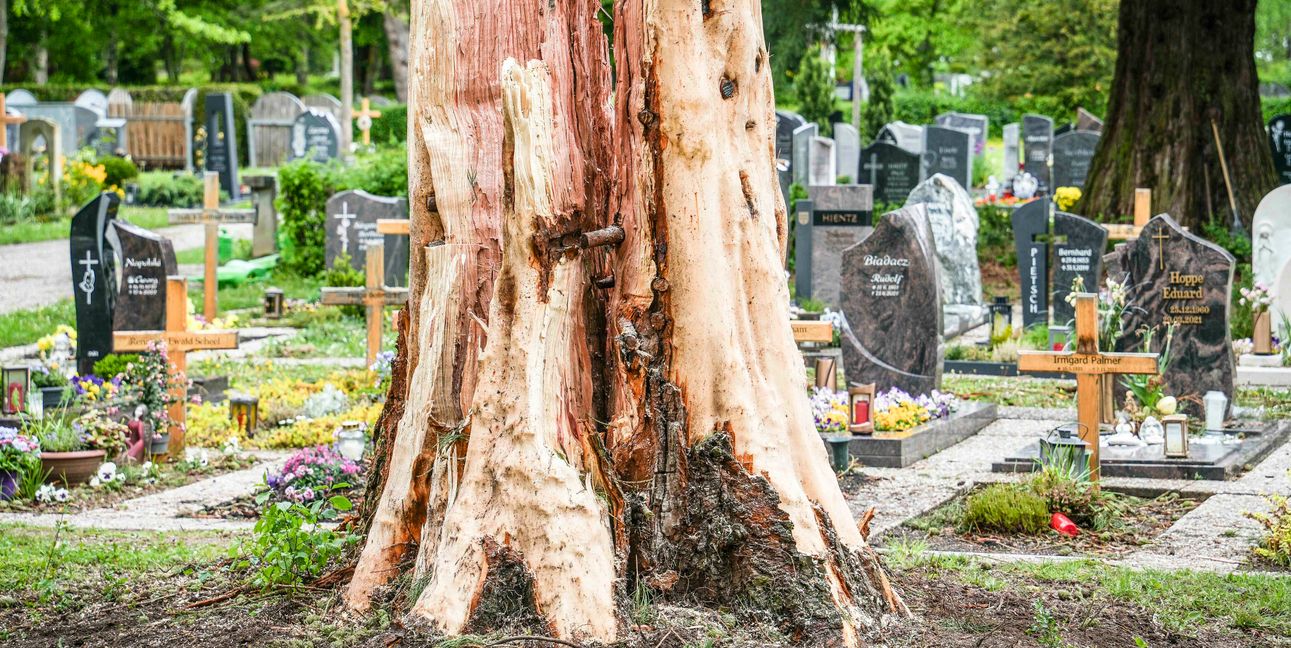 Auf dem Waldfriedhof Böblingen schlug der Blitz in einen Mammutbaum ein und zerfetzte ihn regelrecht.