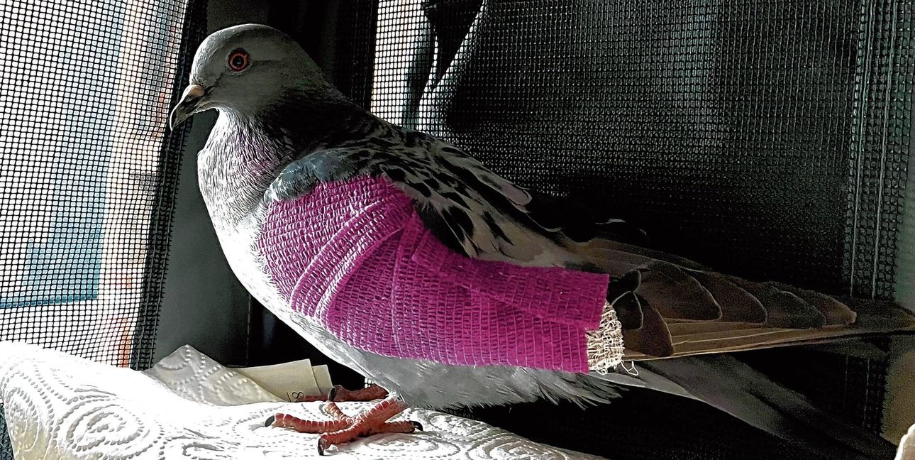 Auf der Pflegestelle wird die verletzte Taube aufgepäppelt. Fliegen kann sie nach rund 6 Wochen immer noch nicht.