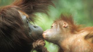 Schon vor 21,6 bis 16,9 Millionen Jahren könnten die ersten Urzeit-Affen den Kontakt von Mund zu Mund ausgebildet und an ihre Nachkommen weitergegeben haben.