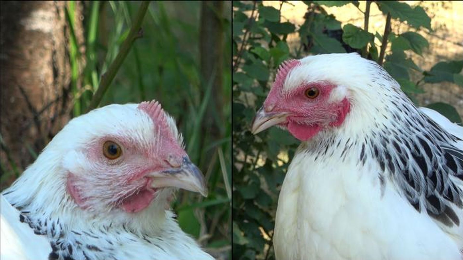 Die linke Henne ist den Angaben zufolge im Ruhezustand und daher ist ihr Gesicht nur leicht rot gefärbt. Rechts sieht man ein stark errötetes Gesicht, nachdem das Huhn eine negative Erfahrung gemacht hat.
