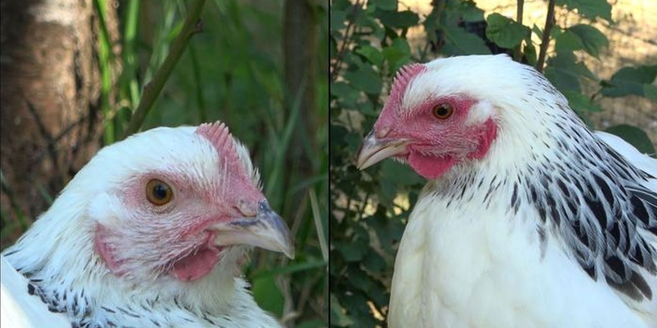 Die linke Henne ist den Angaben zufolge im Ruhezustand und daher ist ihr Gesicht nur leicht rot gefärbt. Rechts sieht man ein stark errötetes Gesicht, nachdem das Huhn eine negative Erfahrung gemacht hat.
