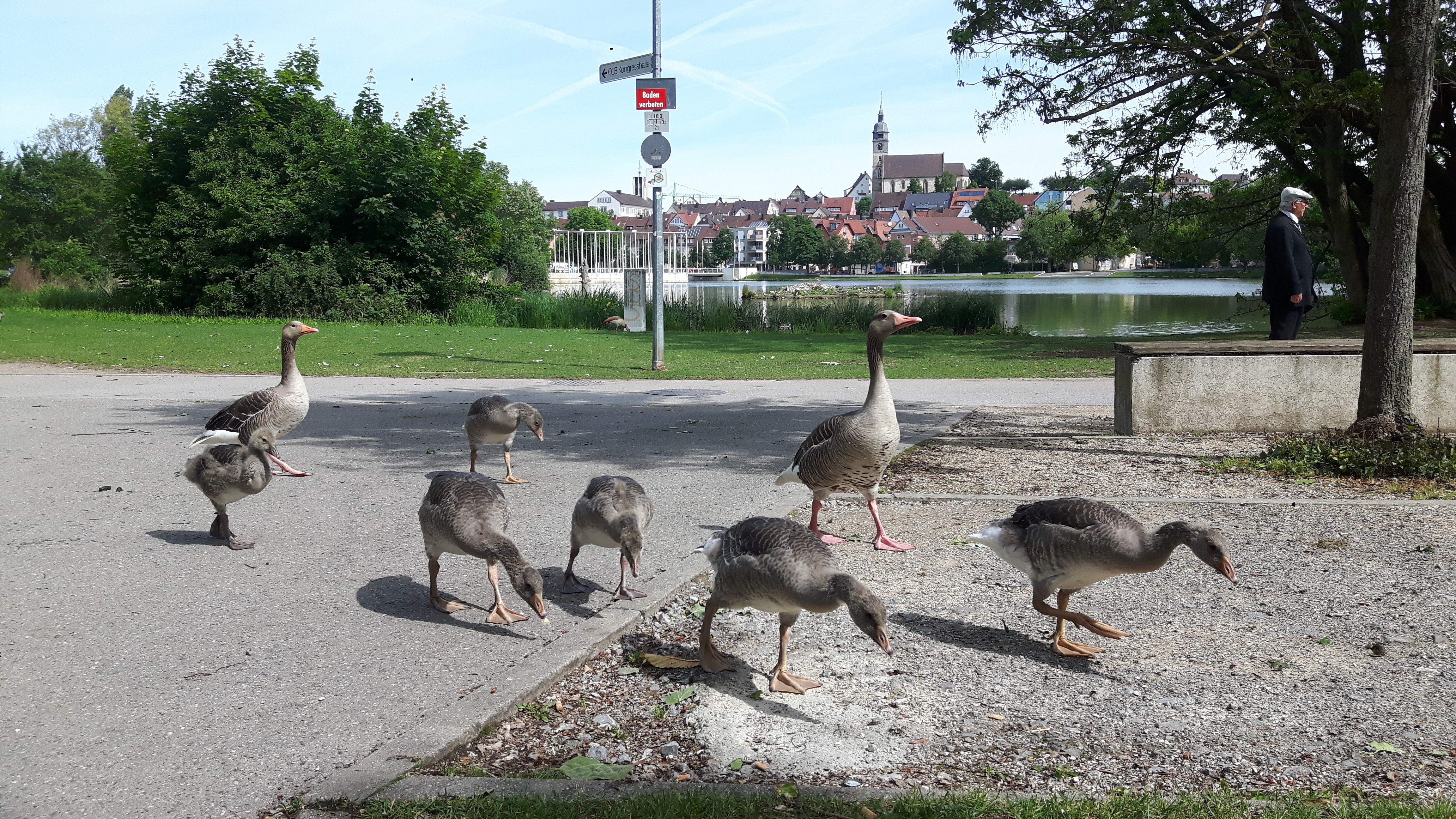Das sind nur acht von rund 90 Graugänsen, die rund um den Oberen See in Böblingen siedeln. Die Stadtverwaltung meint, es sind zu viele (Bild: König).