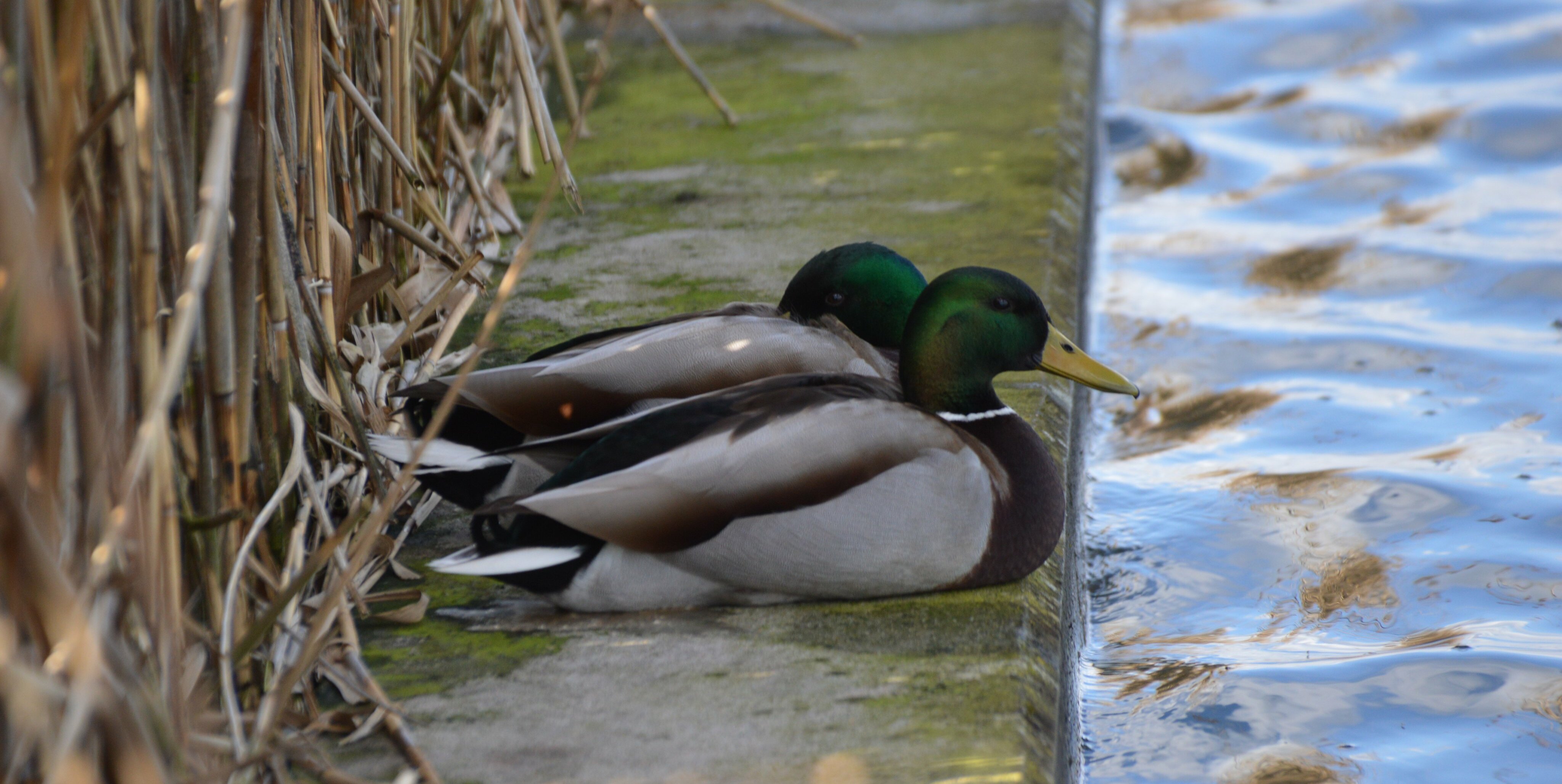 Ungeeignete Nahrung kann bei Enten zum Tod führen.