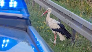 Der Storch wurde gerettet.