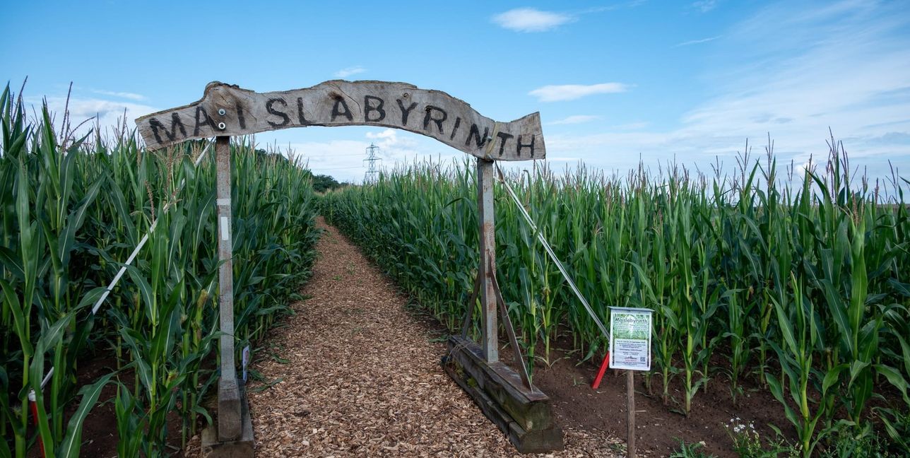 Das Maislabyrinth in Mauren hat bis 14. September geöffnet.