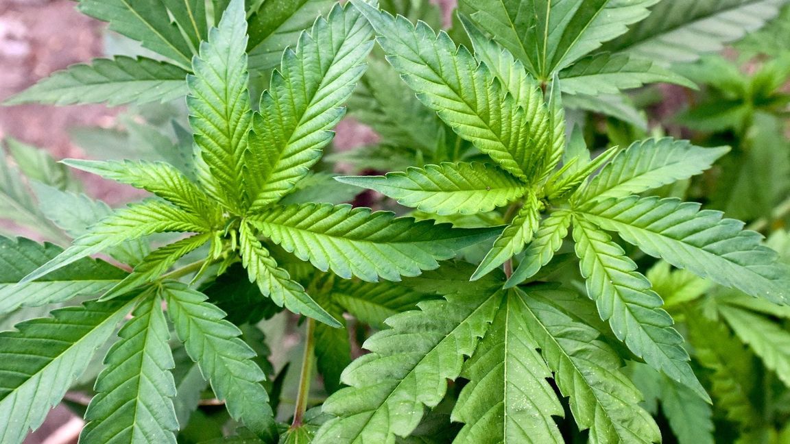 Polizei entdeckt größere Mengen Cannabis bei Razzien gegen Versandhändler (Symbolfoto).