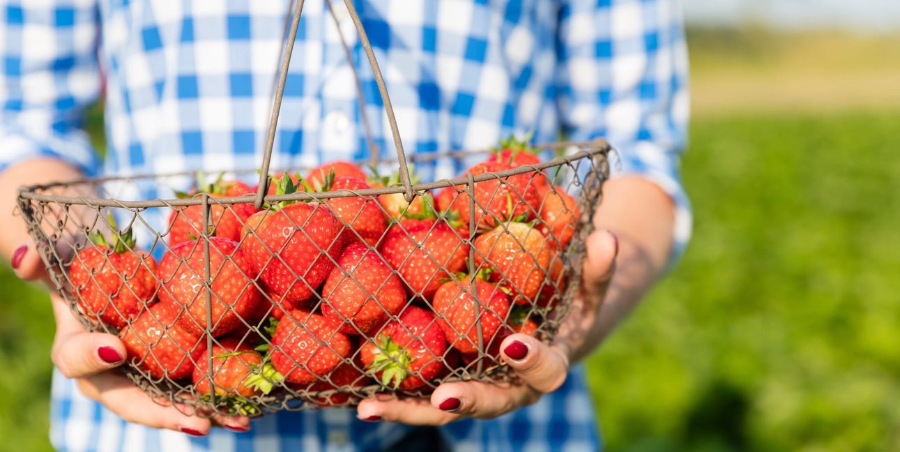 Sie sehen so lecker aus, wie sie schmecken: Erdbeeren. Bild: Christian Schwier / Adobe Stock