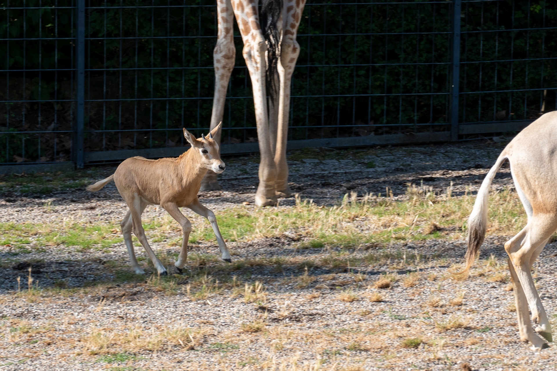 Schnell weg von diesen langen Füßen. Diese junge Antilope will lieber zu ihrer Mutter. Bild: Lisa-Marie Grimmer