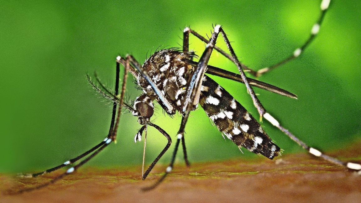 Eine Tigermücke sticht zu.