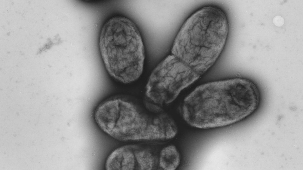 Das Pestbakterium Yersinia pestis