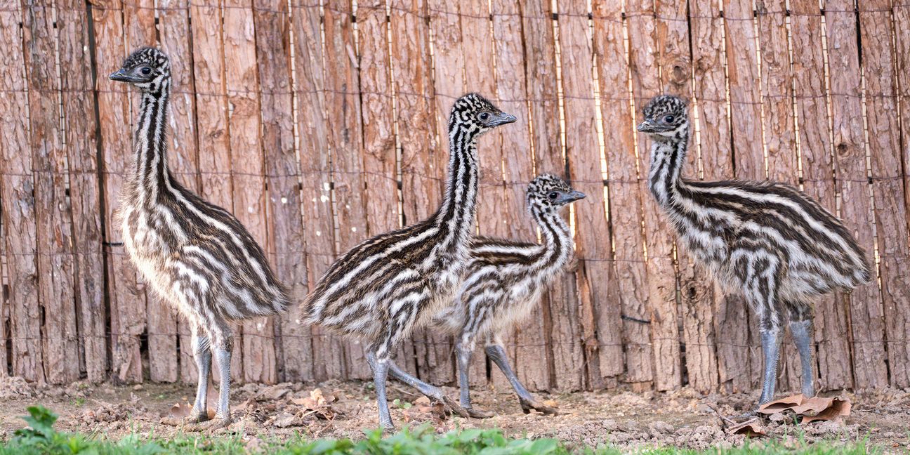 Der Emu-Nachwuchs erkundet unter den Argusaugen von Emu Strolch ihre Anlage.