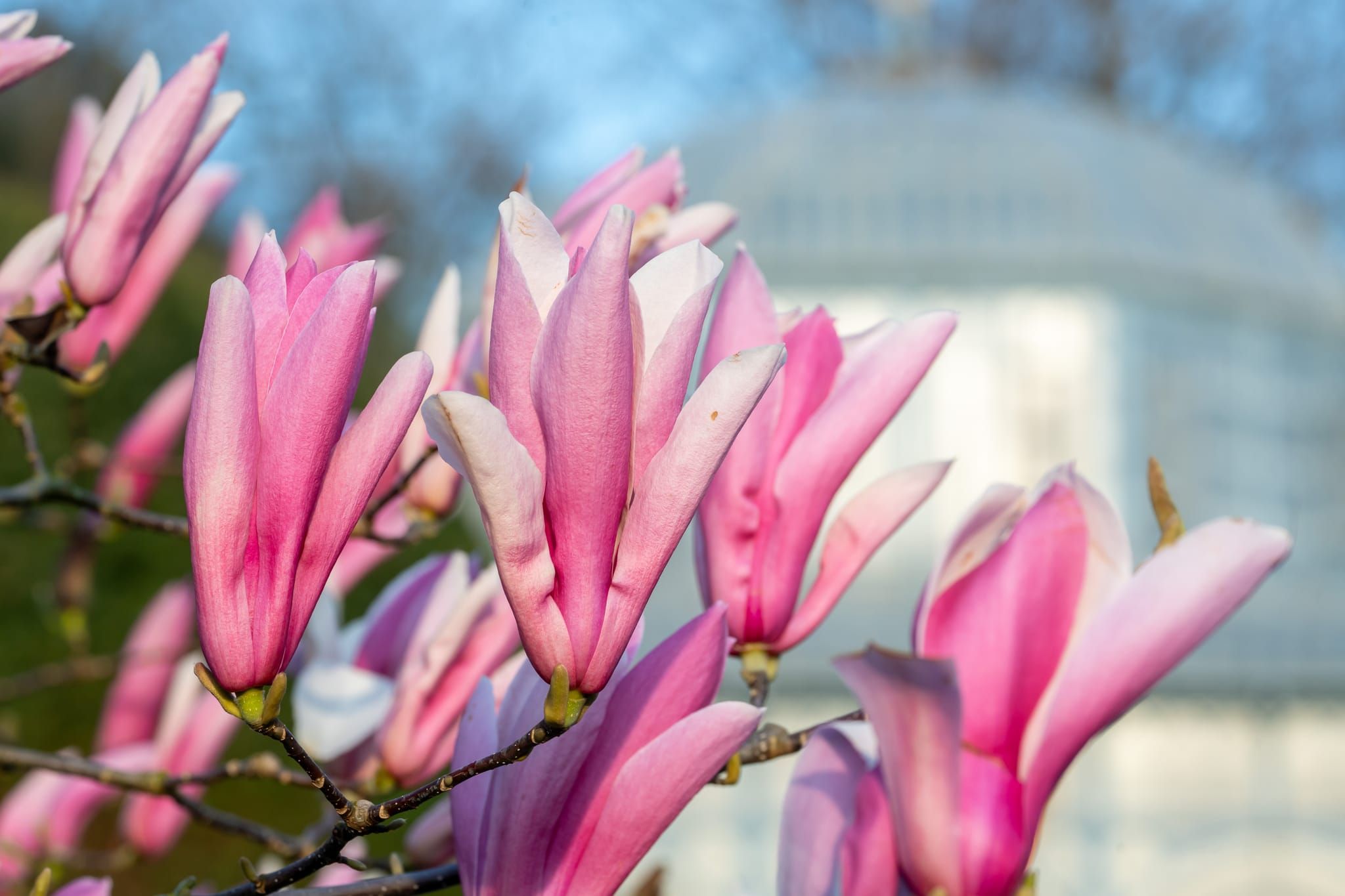 Was für eine Pracht: Magnolienblüte in der Wilhelma.