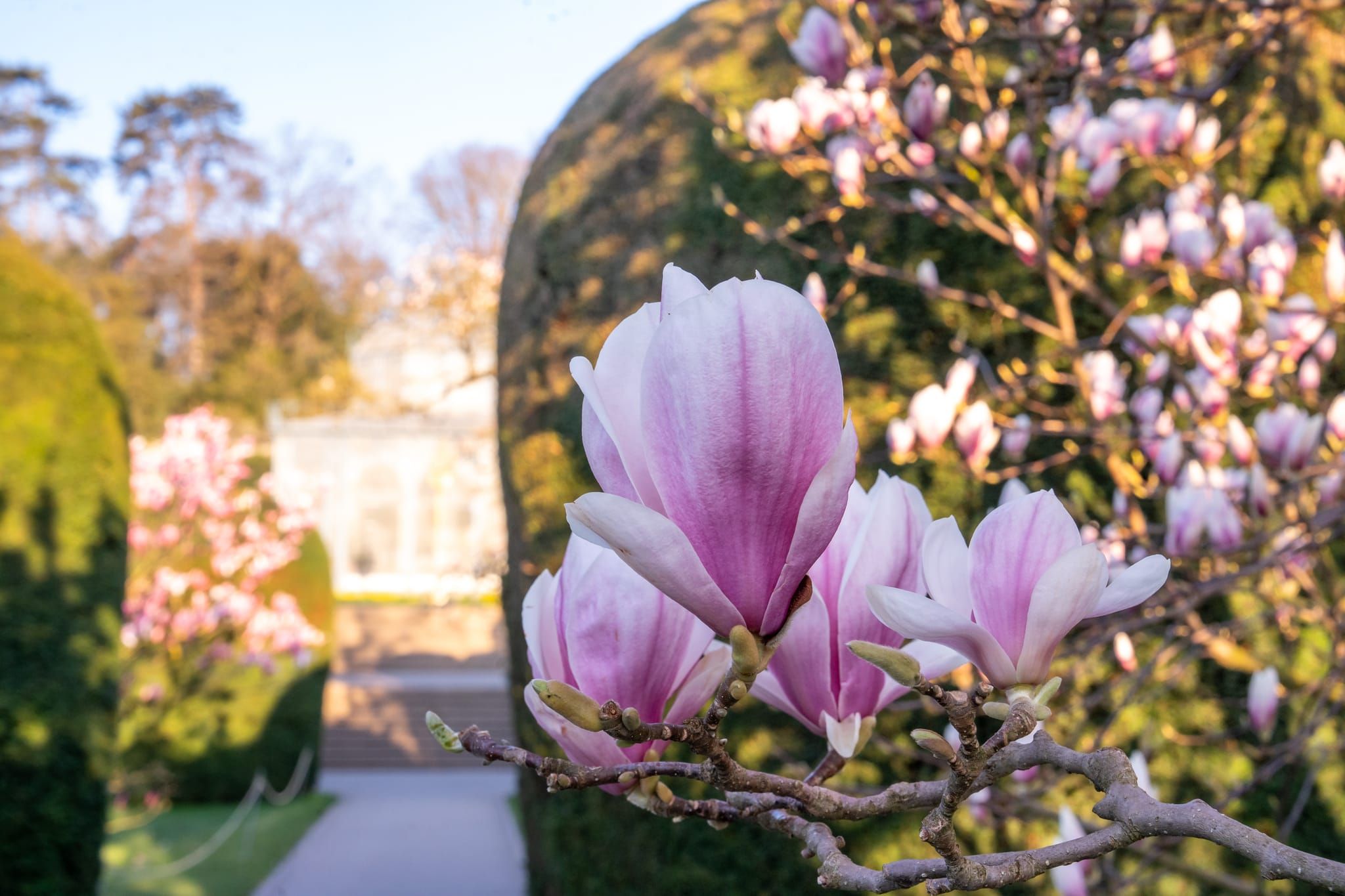 Was für eine Pracht: Magnolienblüte in der Wilhelma.