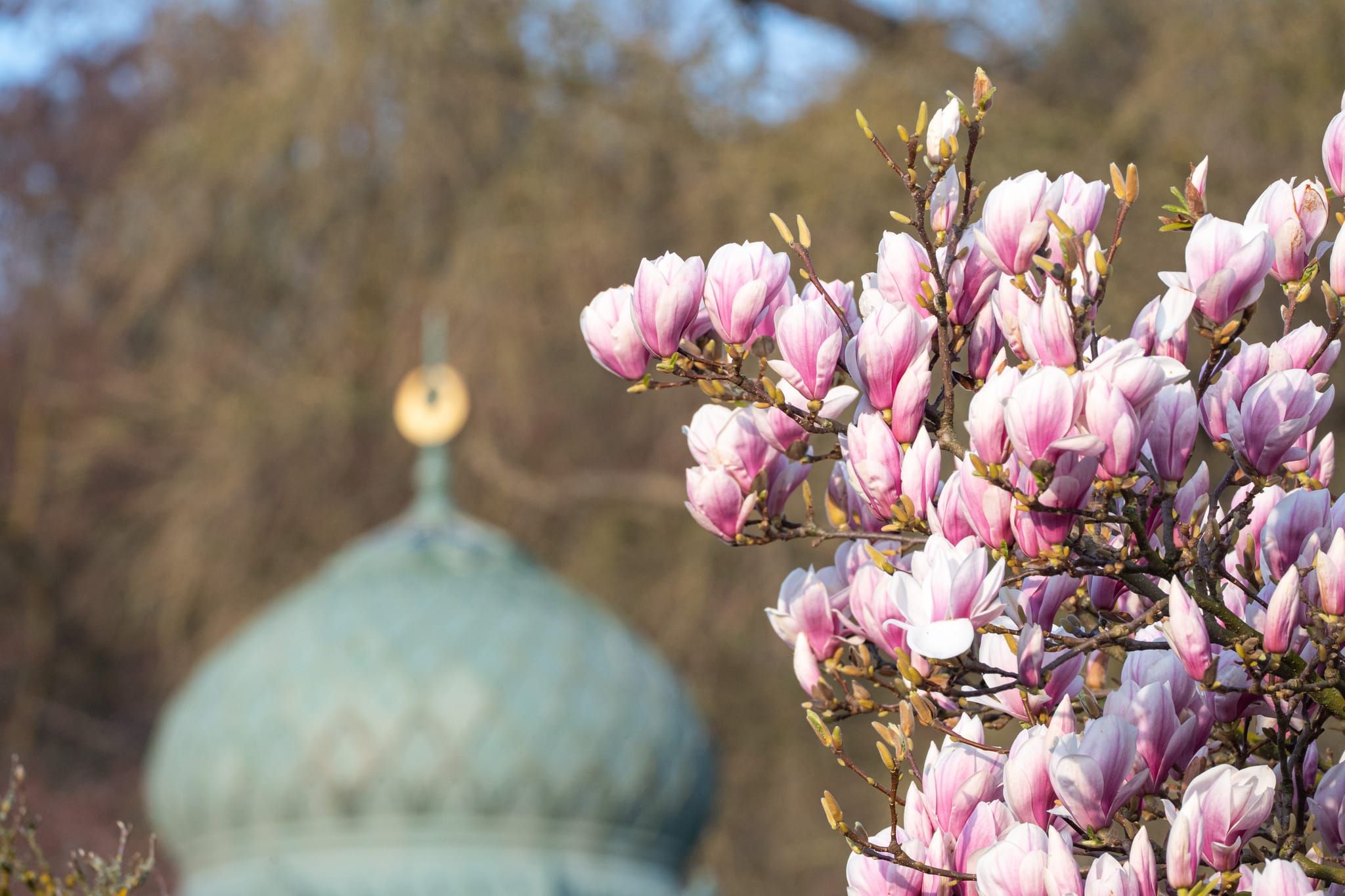 Was für eine Pracht: Magnolienblüte in der Wilhelma.