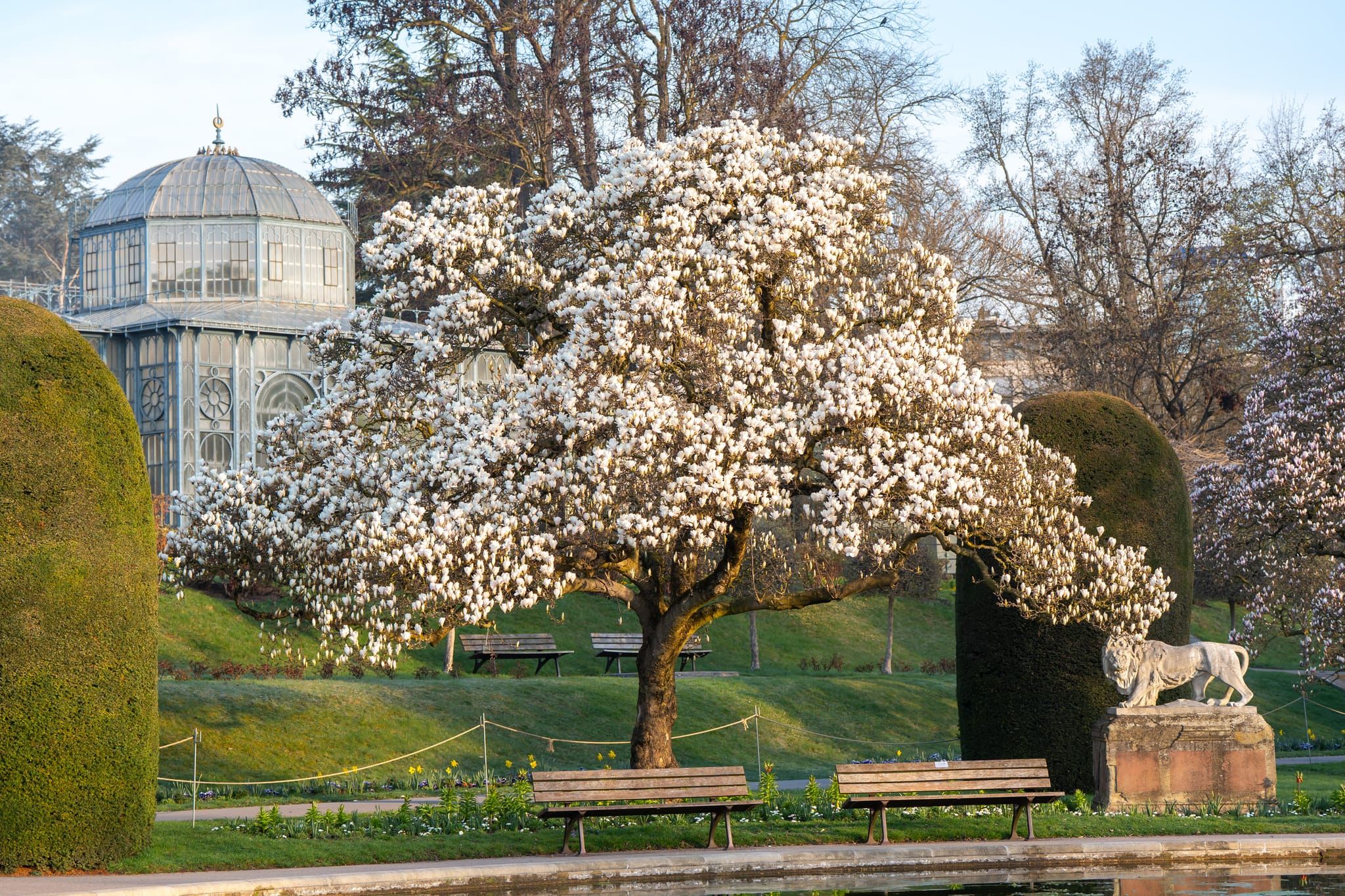 Was für eine Pracht: Magnolienblüte in der Wilhelma.