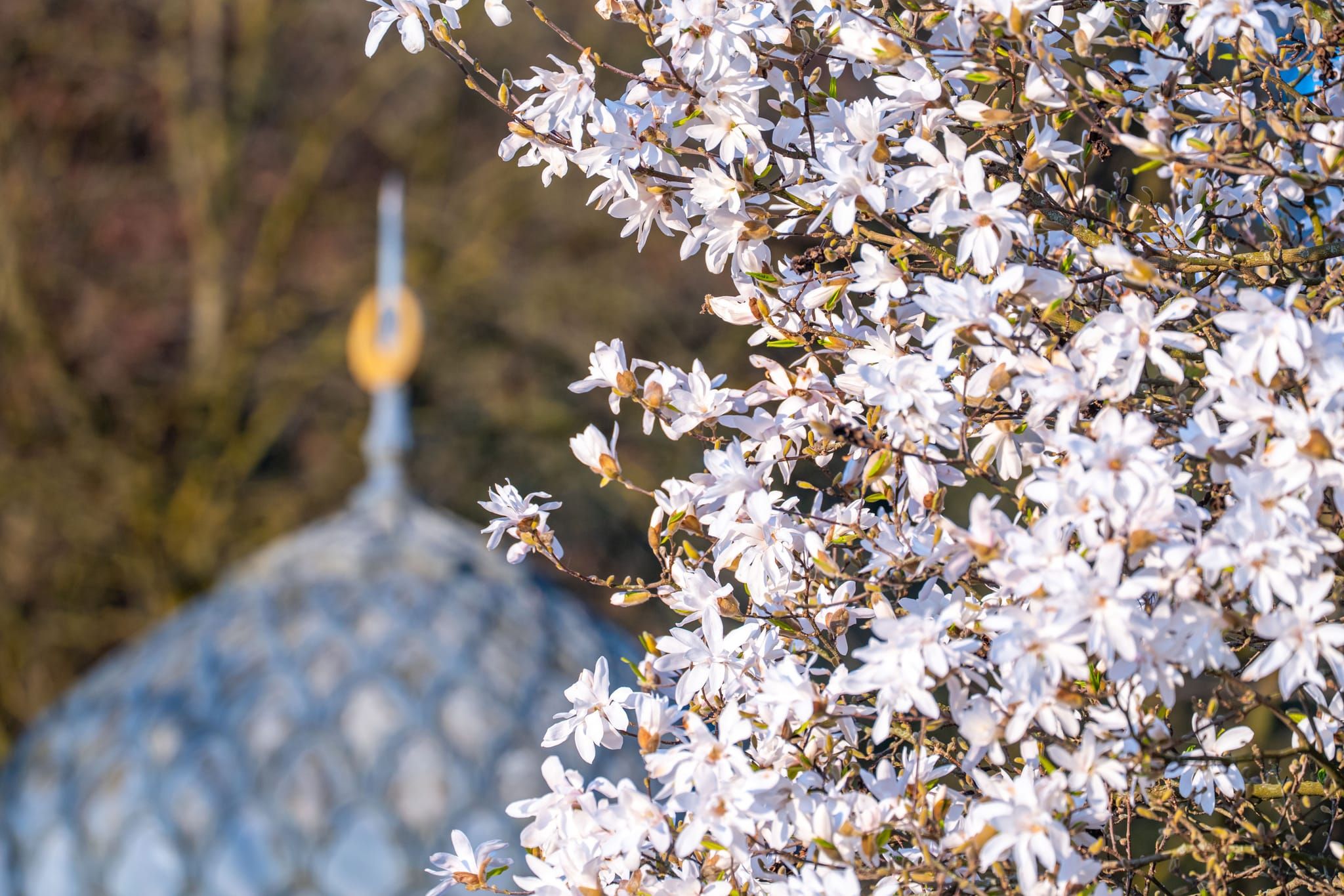 Was für eine Pracht: Magnolienblüte in der Wilhelma.