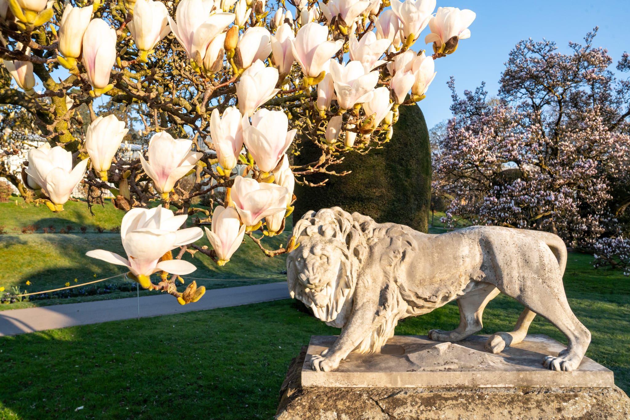 Was für eine Pracht: Magnolienblüte in der Wilhelma.