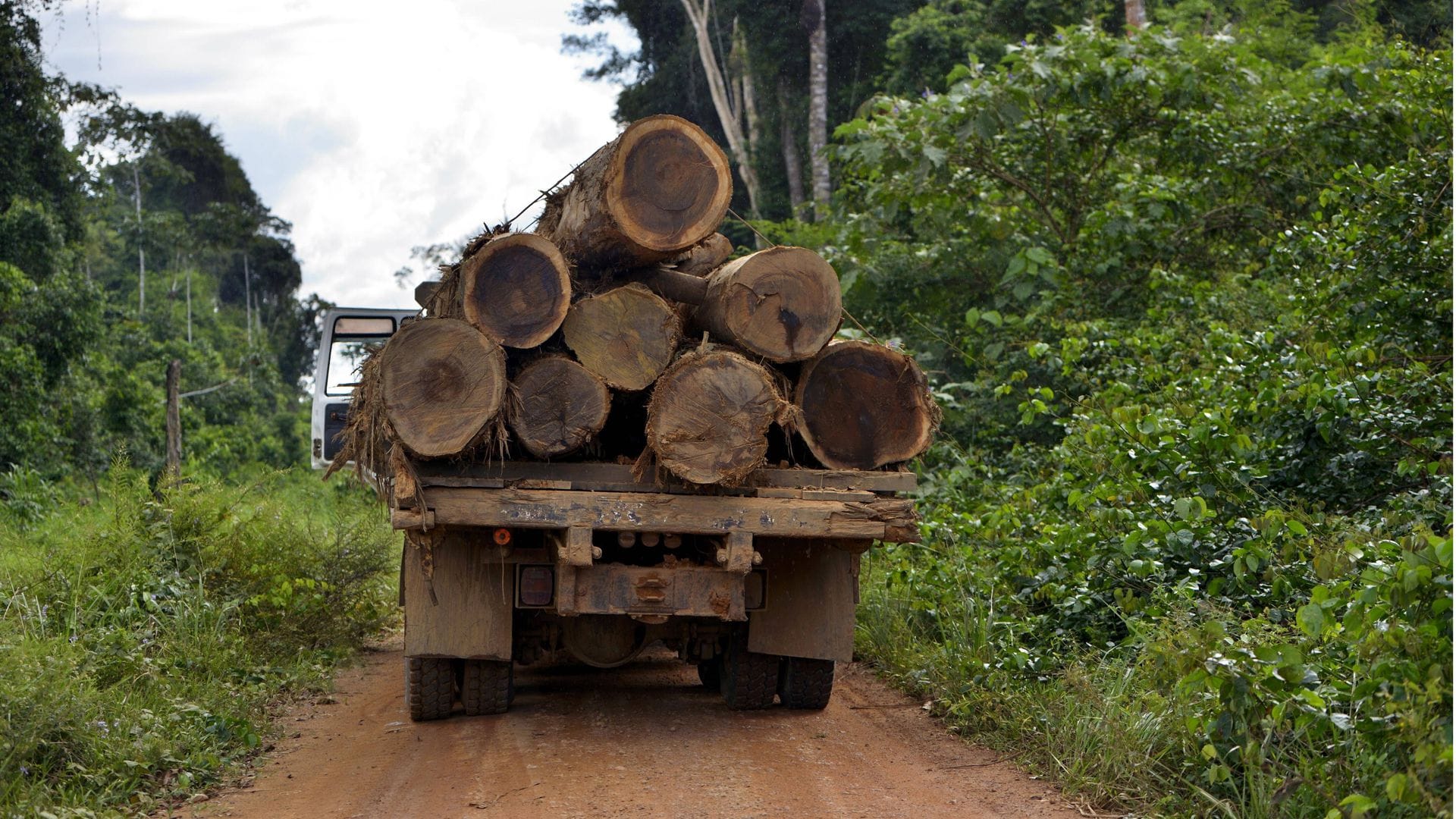 LKW beladen mit dicken Stämmen aus illegalen Holzeinschlägen im brasilianischen Amazonasgebiet (Archivfoto).