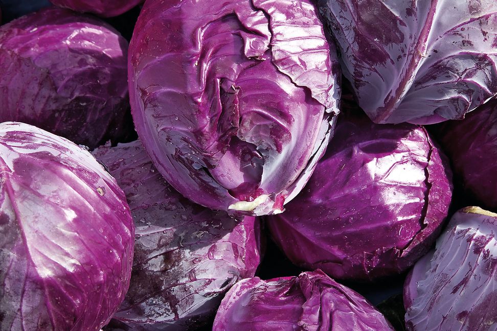 Blaukraut gehört zu den beliebtesten Wintergemüsen der Deutschen. Bild: Wilhelmi/Adobe Stock