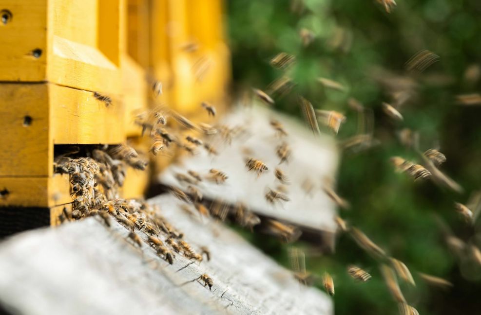 Bienen sind von Natur aus anfällig für Krankheiten.