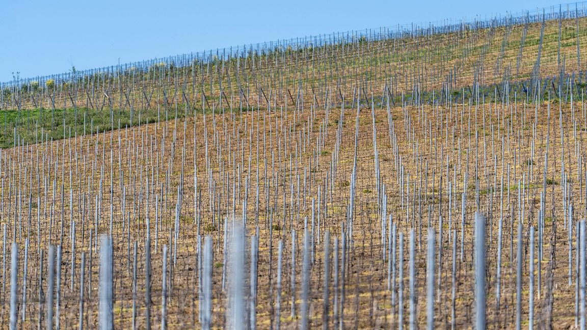 Die gesamte Rebfläche in Deutschland wird kleiner. (Symbolbild)