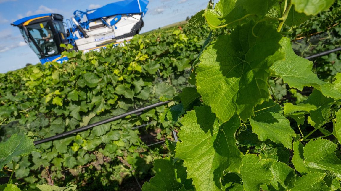 Piwis sind in Norddeutschland besonders gefragt. (Archivbild)