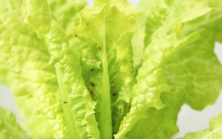 Salat mit Blattläusen entdeckt? Ob Sie den Salat trotzdem essen können und wie Sie die Läuse sicher entfernen, erfahren Sie hier.