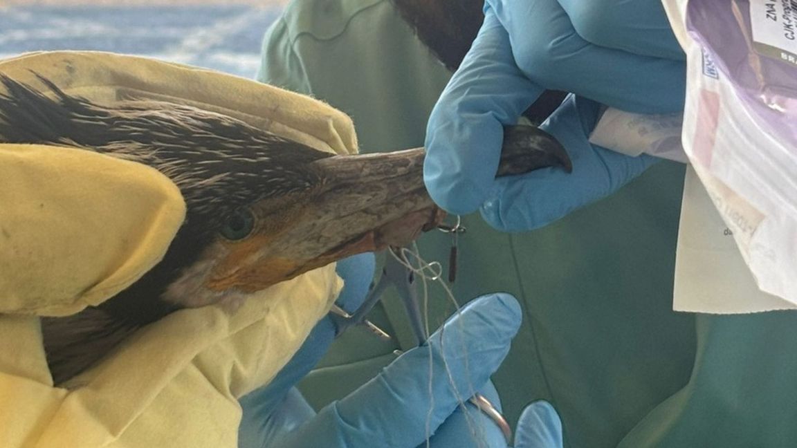Der Vogel hatte einen für ihn gefährlichen Angelhaken im Schnabel.
