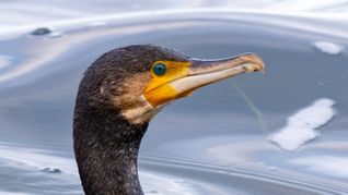 Kormorane sind eigentlich menschenscheu. (Symbolbild)