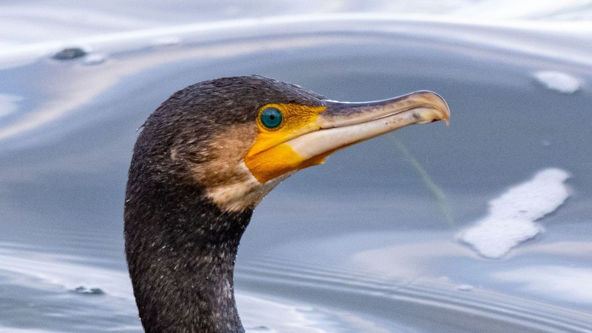 Kormorane sind eigentlich menschenscheu. (Symbolbild)