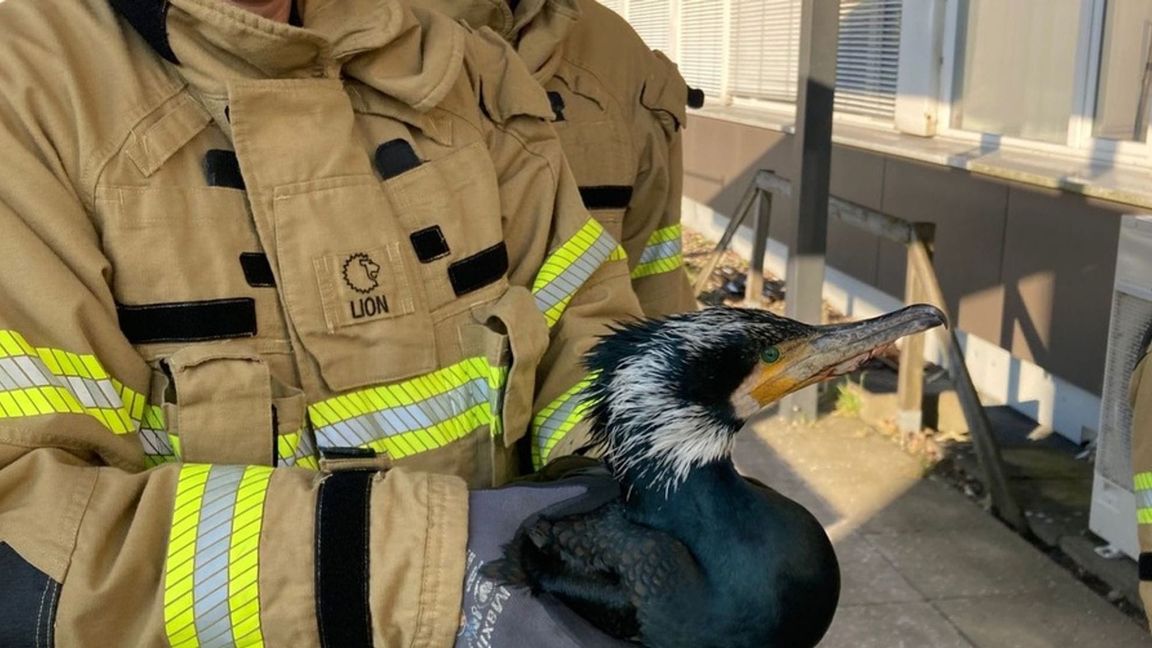 Die Feuerwehr rettet auch regelmäßig Tiere in Not.