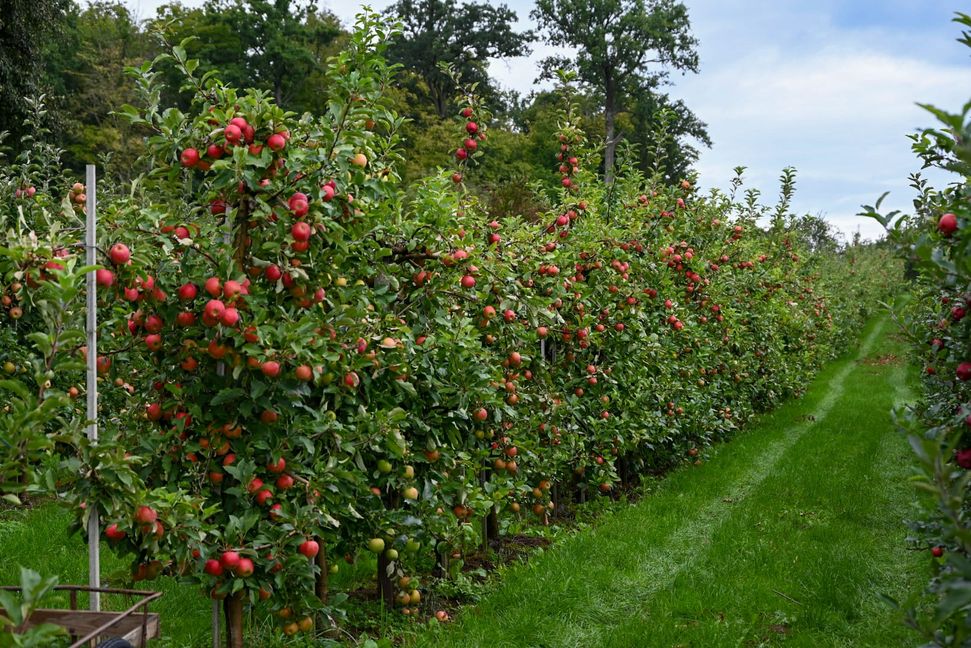 Nicht überall hängen die Bäume so gefüllt, wie bei Andreas Messmer.