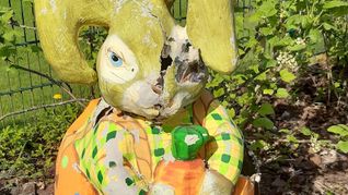 Eine Waschbärin hat sich einen Osterhasen als sicheren Ort für ihre Jungen ausgesucht.