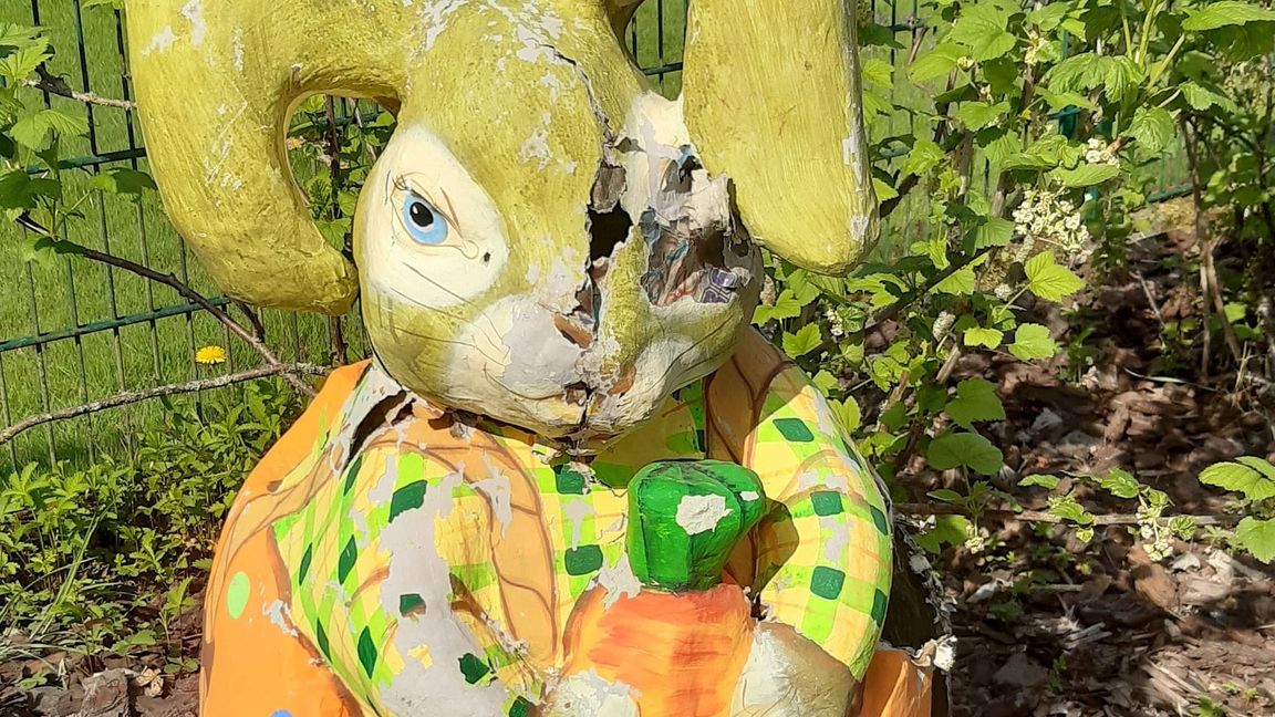 Eine Waschbärin hat sich einen Osterhasen als sicheren Ort für ihre Jungen ausgesucht.
