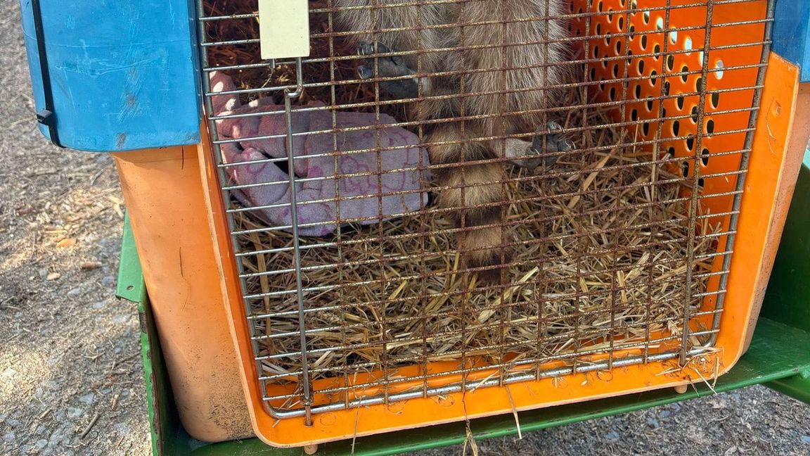 Im Waldzoo wird die Waschbären-Familie aufgepäppelt.