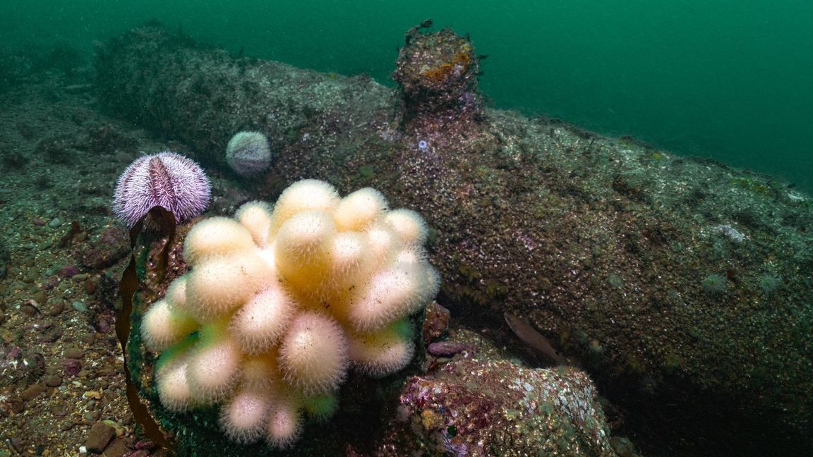 Sie liegen zwischen Hauptinsel und Düne.