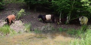 Die Galloway-Rinder auf der Herrenberger Waldweide am Tränk-Teich.