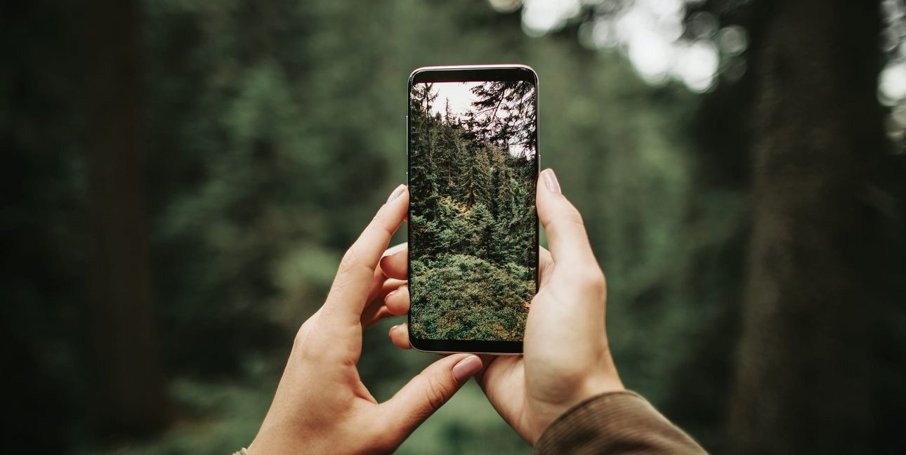 Beim InstaWalk durch den Holzgerlinger Stadtwald treffen Social Media, Fotografie und Waldwissen aufeinander.