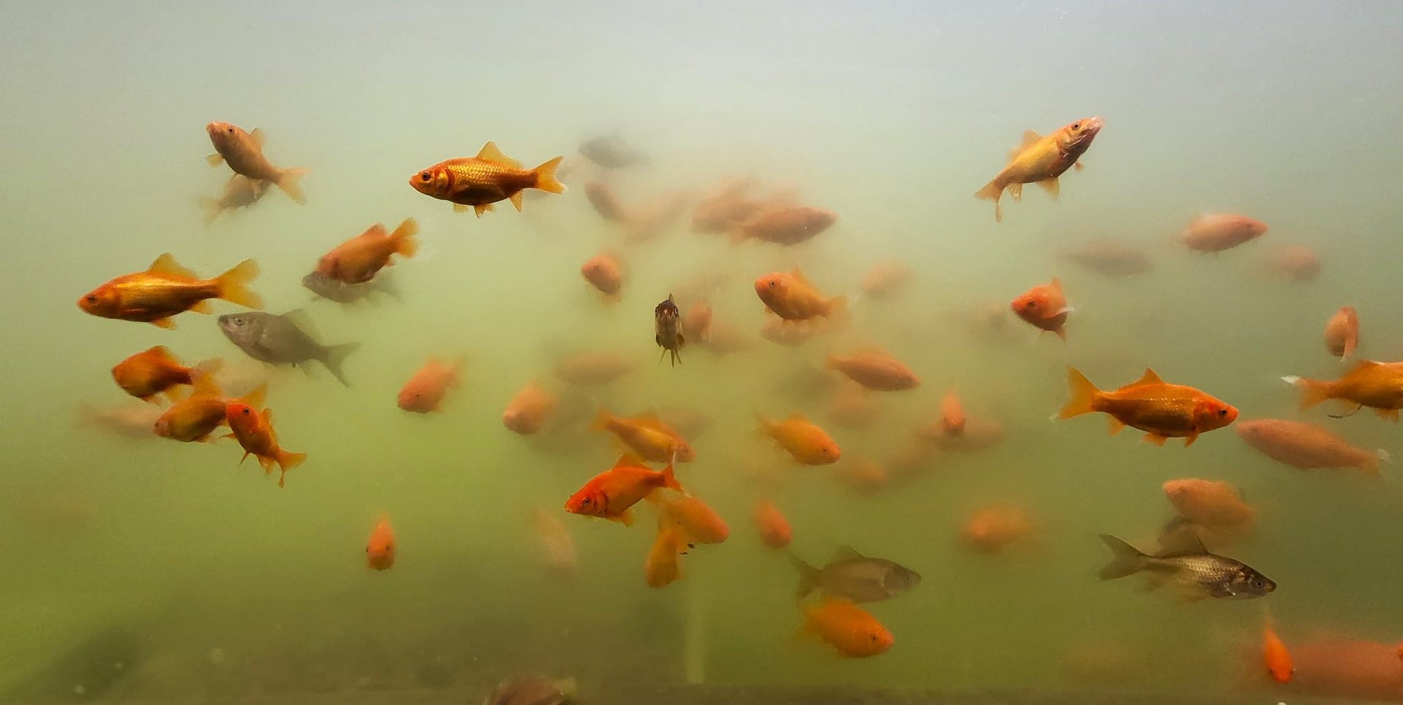100 Goldfische wurden im Herbst 2025 im Teichkino ausgesetzt