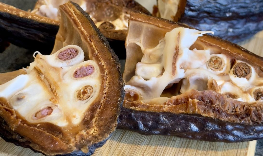 Ein Blick ins Innere: Die Kakaobohnen liegen eingebettet im weißen Fruchtfleisch der frisch geöffneten Frucht.